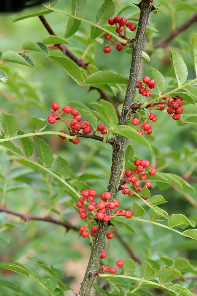 Frutos de Zanthoxylum bungeanum, espécie conhecida como pimenta-de-Sichuan